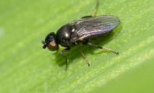 Musca neagră (suedeză) a cerealelor Musca neagră (suedeză) a cerealelor